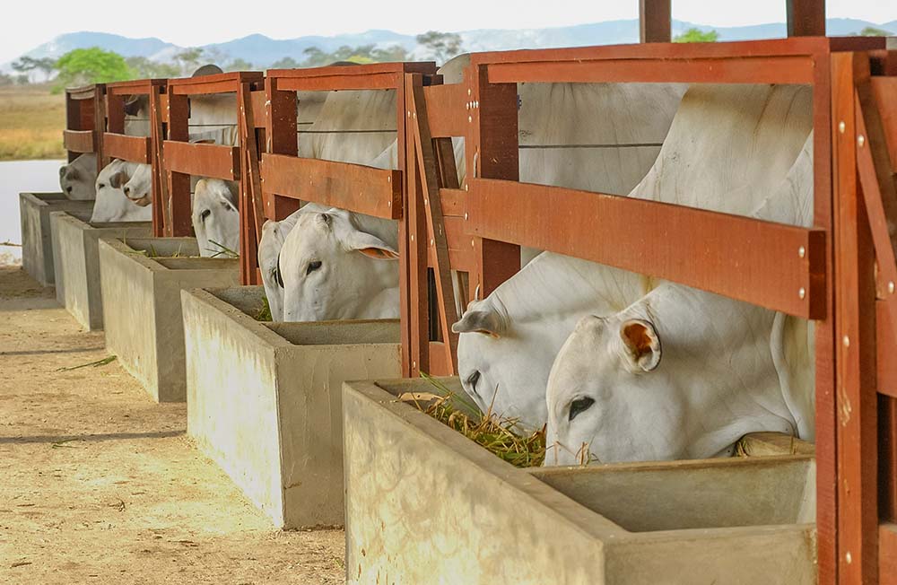 Viande maturée à Toulouse